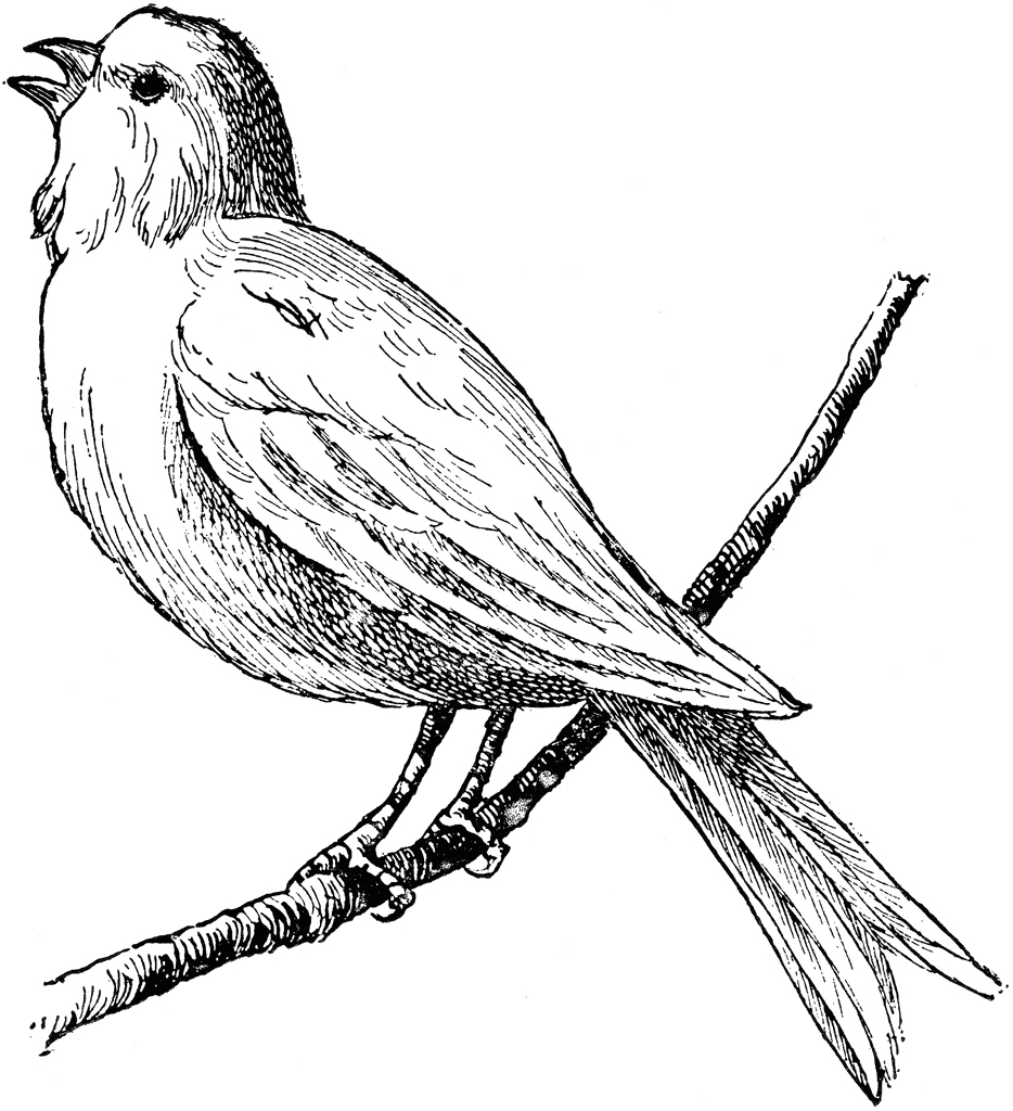 Nightingale Drawing at GetDrawings | Free download