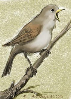 236x329 Nightingale Drawing Calligraphy Backgrounds
