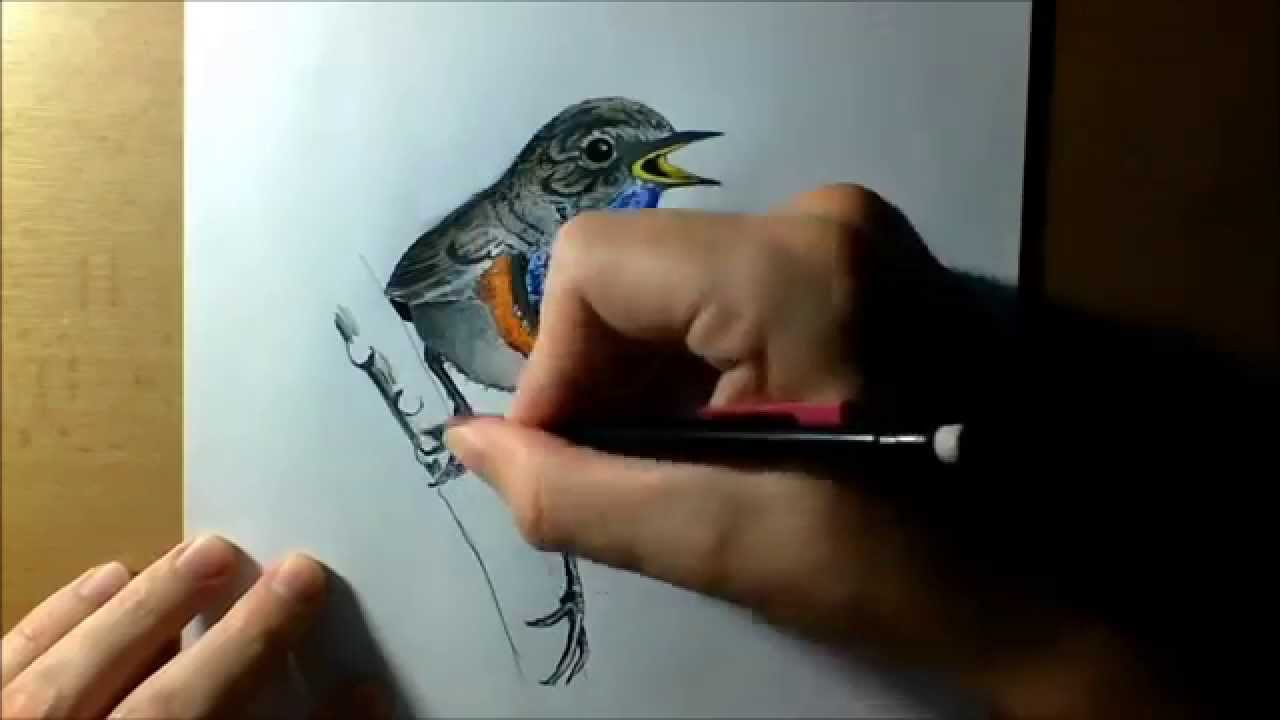 1280x720 Kresba Drawing Nightingale