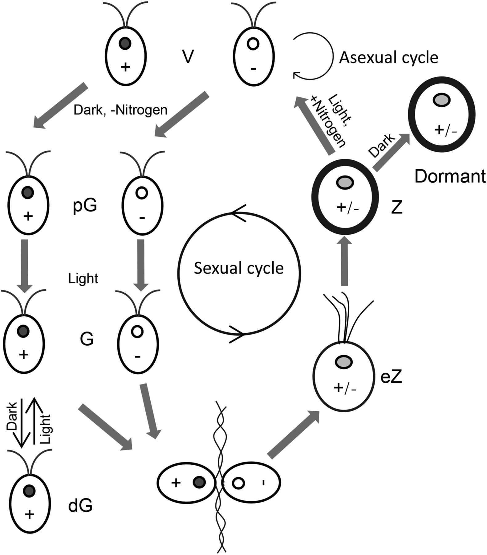 1581x1800 Figure 2. An Animal Like Cryptochrome Controls The Chlamydomonas