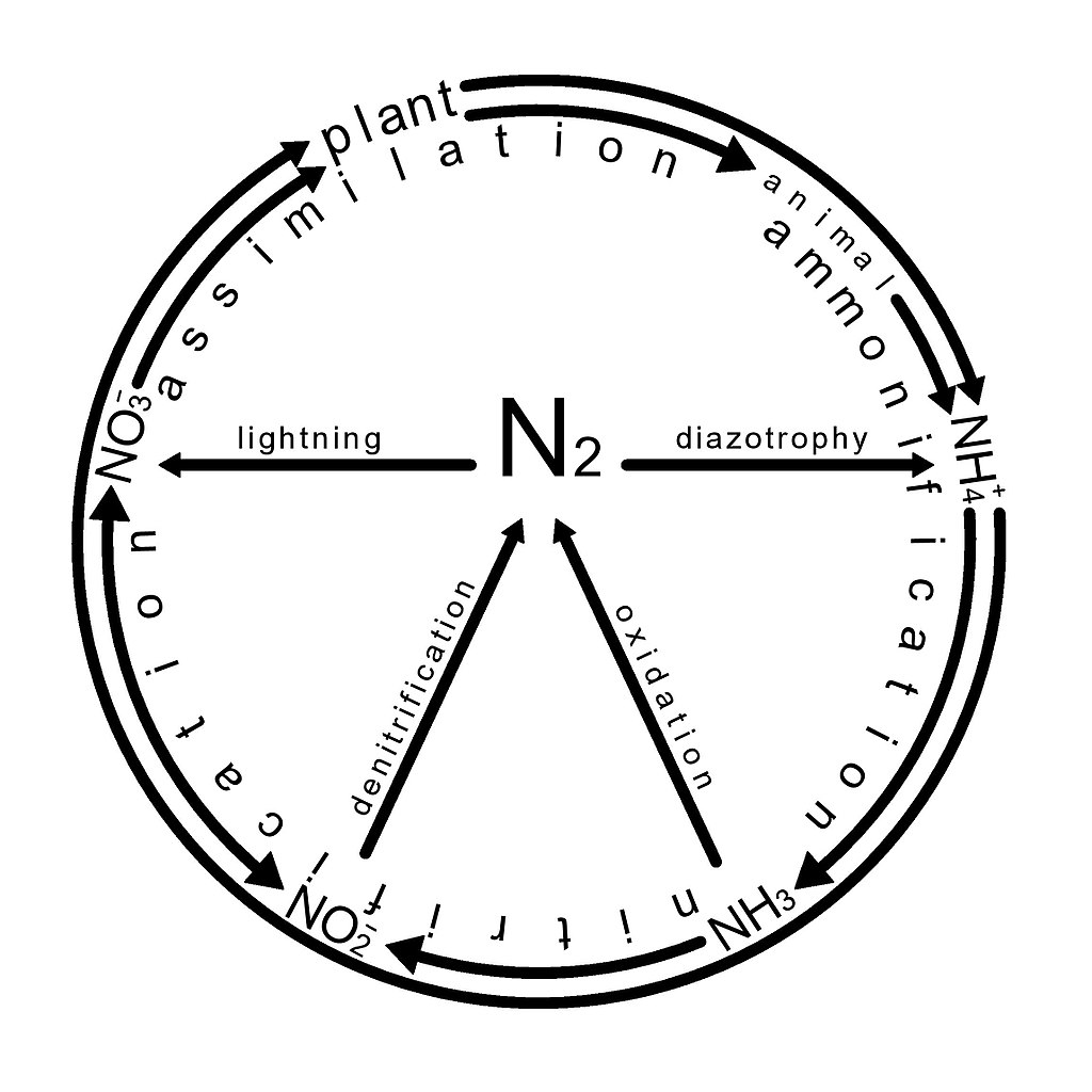 1024x1024 Filenitrogen Cycle.jpg