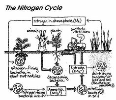 236x205 The Nitrogen Cycle. They Added Back Into The Scos Oops The Nces