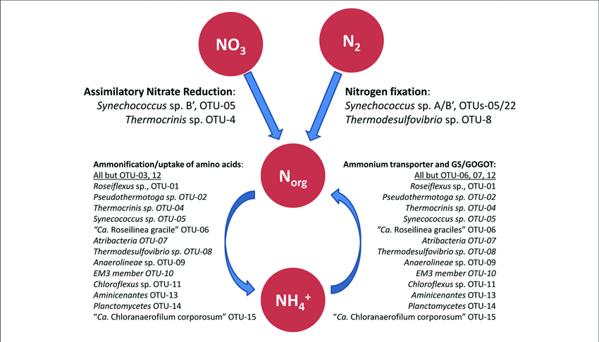 850x486 Schematic Drawing Of Hypothesized Nitrogen Metabolism In