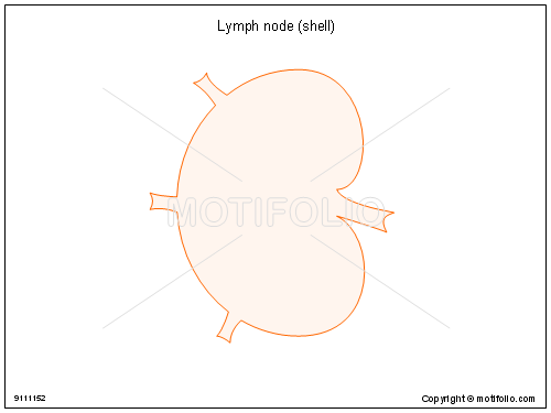 500x375 Lymph Node Shell Illustrations