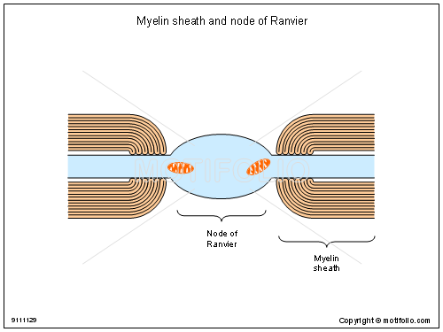 500x375 Myelin Sheath And Node Of Ranvier Illustrations