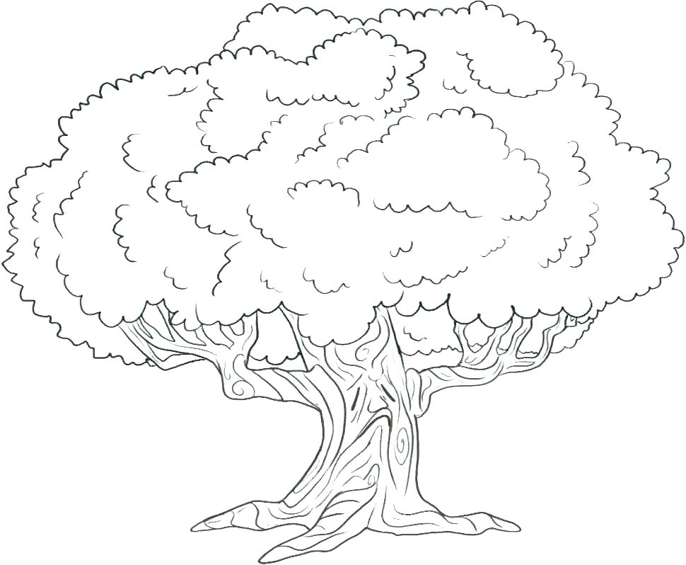 970x798 Coloring Pages ~ Oak Tree Coloring Page Pages Of Trees A Leaves