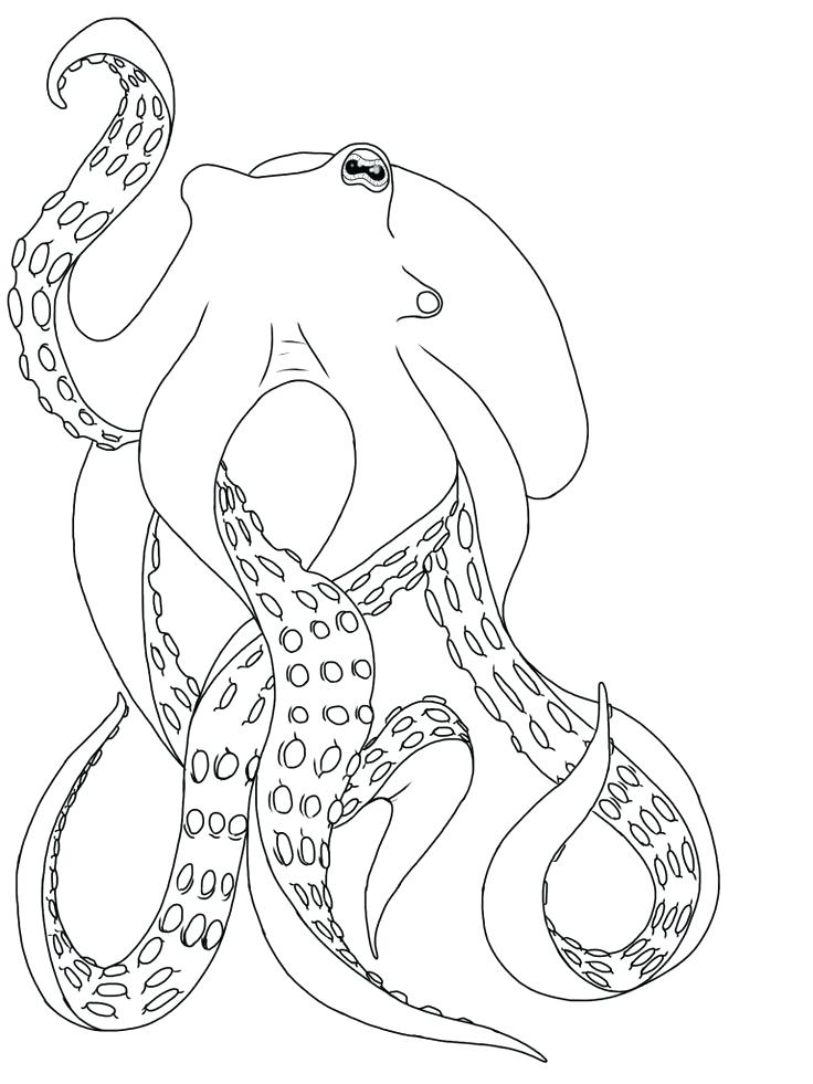 736x981 Octopus Tattoo Drawings Outline Body Template For Design