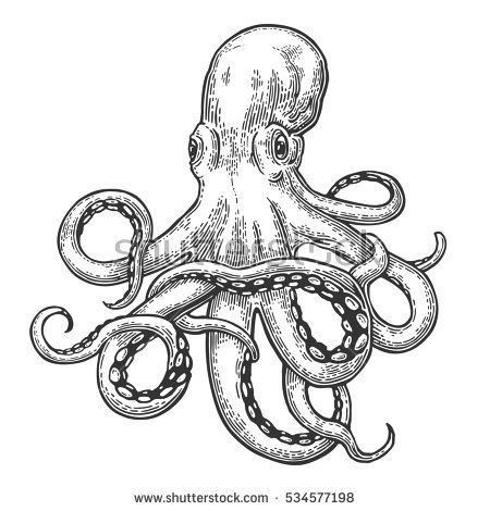 450x470 Octopus. Black Engraving Vintage Illustrations. Isolated On White