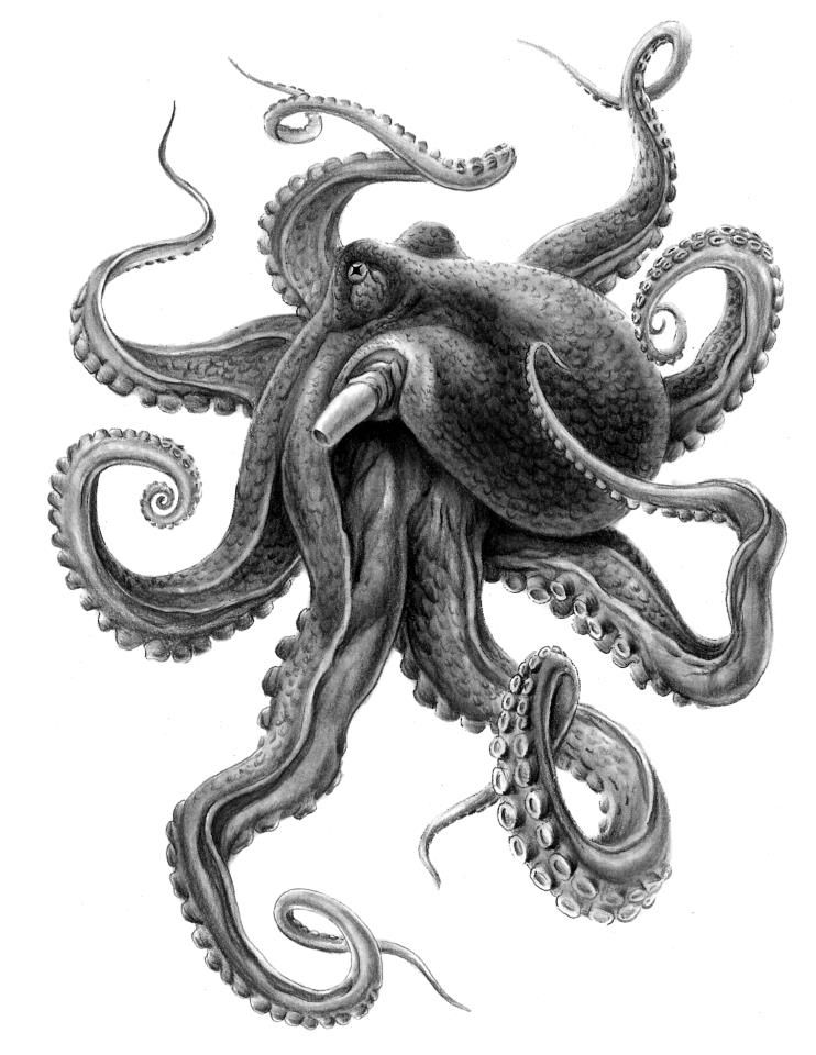 742x960 Image Result For Octopus Tattoo Sleeve Black And White Tats