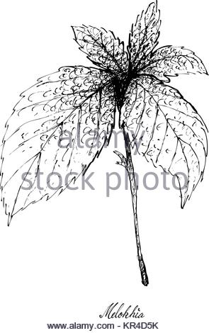 295x470 Hand Drawn Sketch Of Green Okra Or Lady's Finger Isolated On White