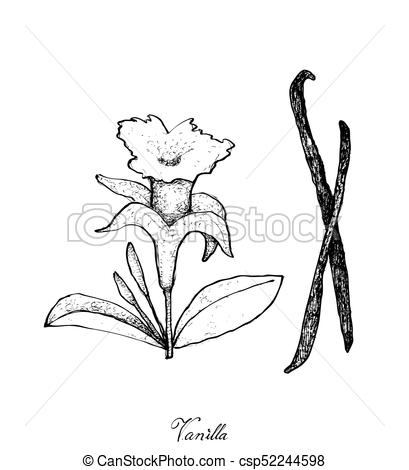 409x470 Hand Drawn Of Vanilla Flower And Pods. Illustration Of Hand Eps
