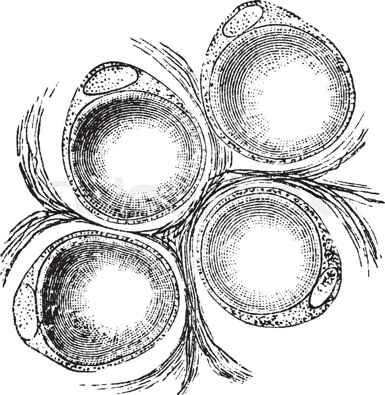 779x800 The Ordinary Fat Cells Of A Fact Tract In The Omentum Of A Rat