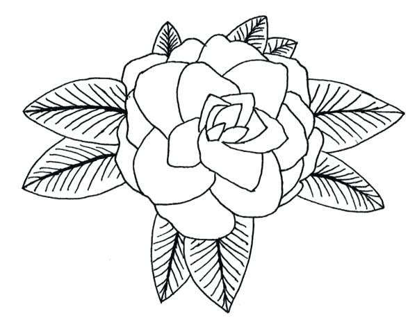 600x458 Drawing At Free For Personal Use Drawing Ohio State Tree Coloring