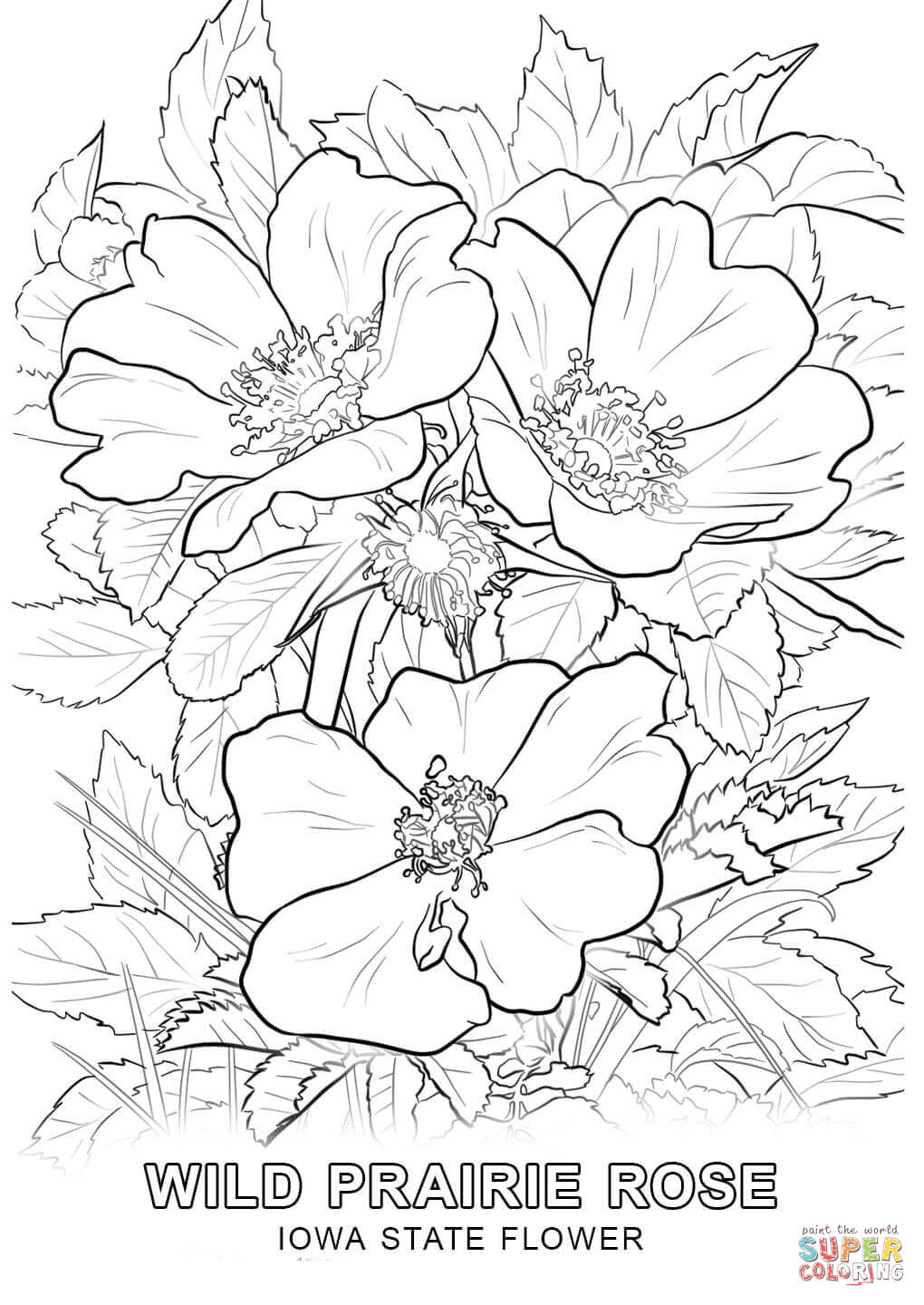 1020x1440 Huge Gift Iowa State Bird Coloring Page Flower Free Printable