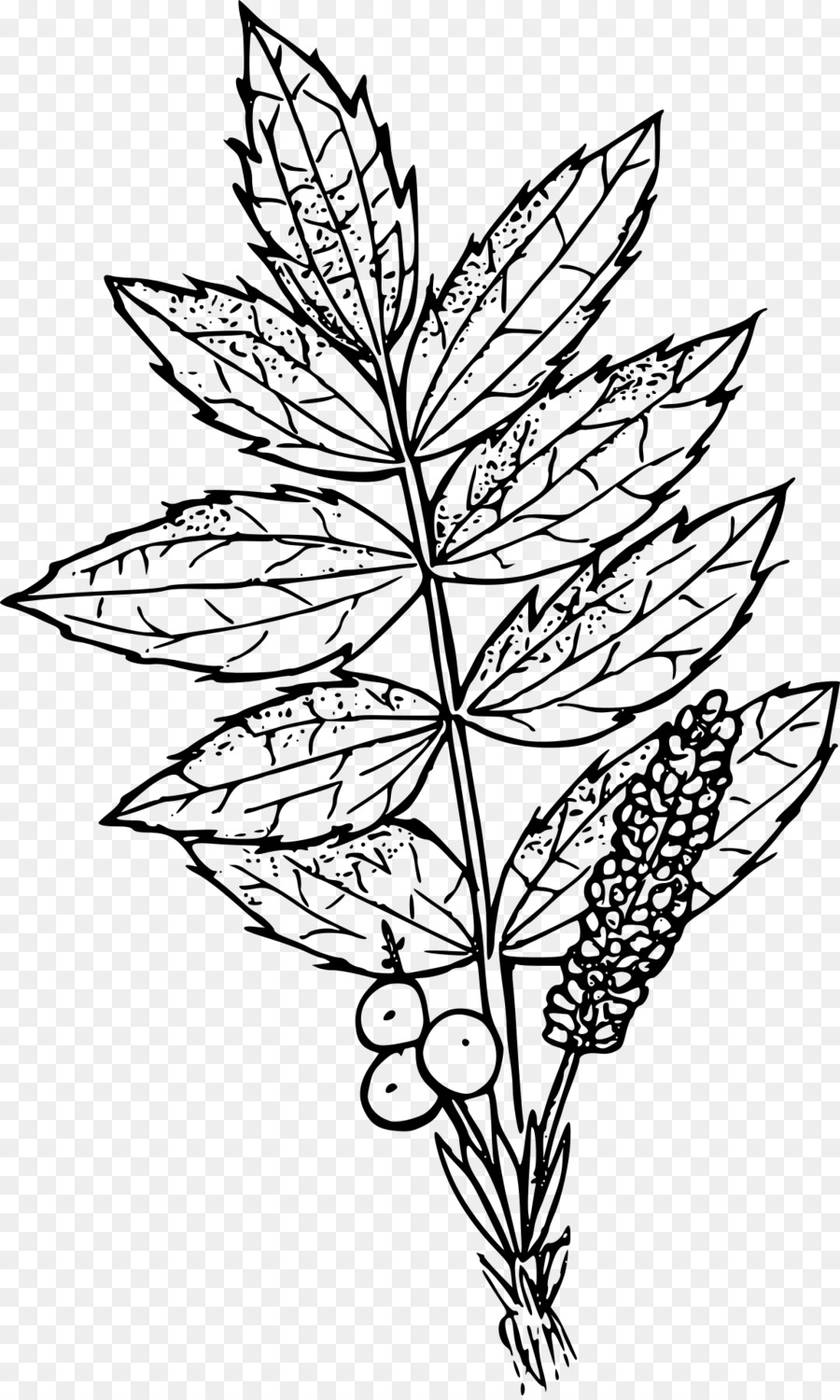900x1500 Oregon Grape Drawing Clip Art