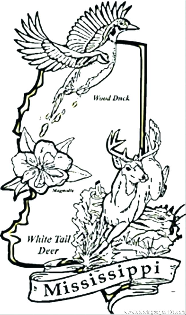 650x1099 State Flower Coloring Pages State Flower State Symbols Coloring