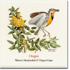 236x236 Collection Of Oregon State Flower Drawing High Quality, Free