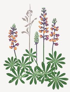 236x310 Lupine Flower Painting Illustration.png Pixels Grow