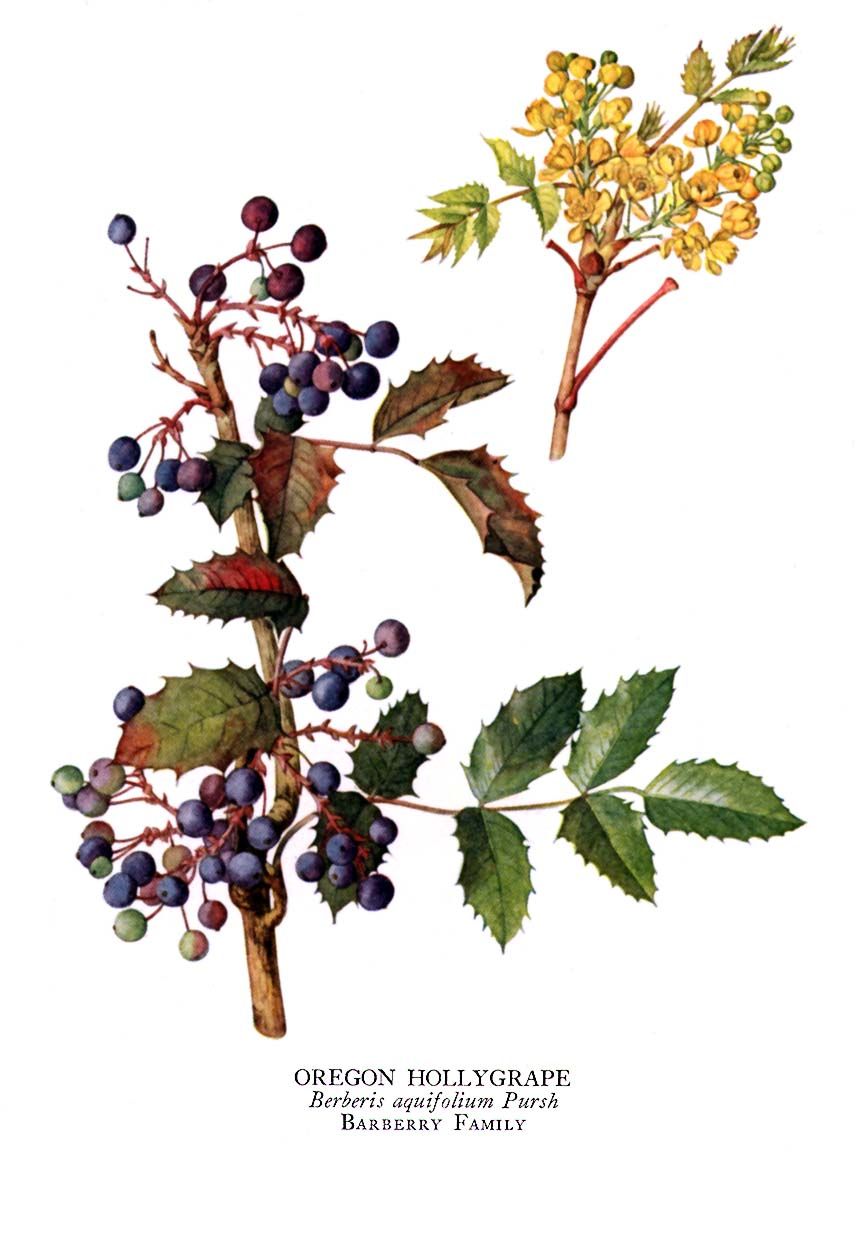 856x1238 Oregon Grape Antimicrobial, High In Berberine. Berberine Produced