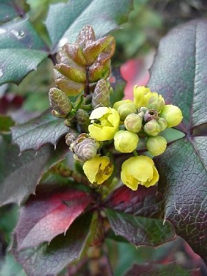 300x400 Oregon State Flower