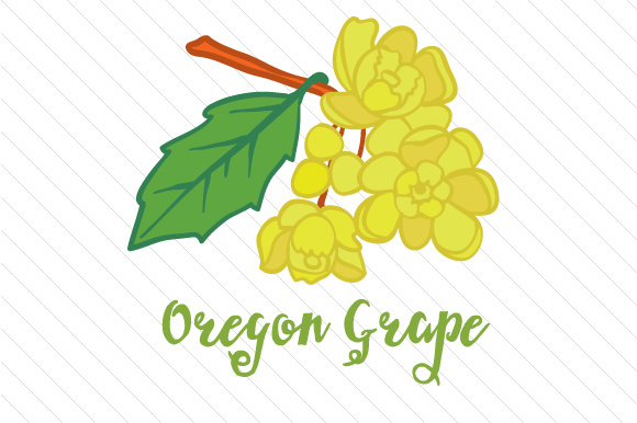 580x386 State Flower Oregon Grape Svg Cut File By Creative Fabrica Crafts