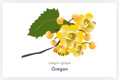 236x159 Oregon Grape Blooming All Over Now Oregon Grape
