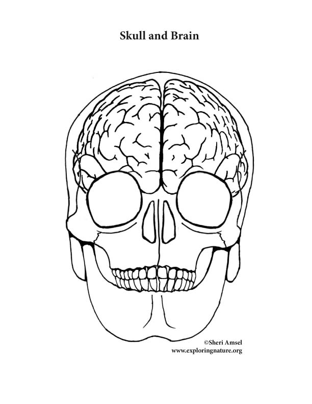 612x792 Making Your Life Sized Body Model