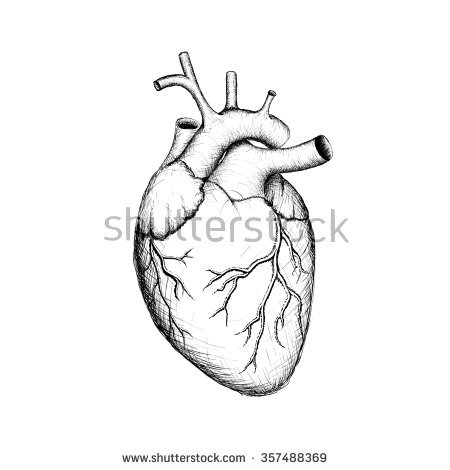 450x470 Photos Heart Organ Drawing,