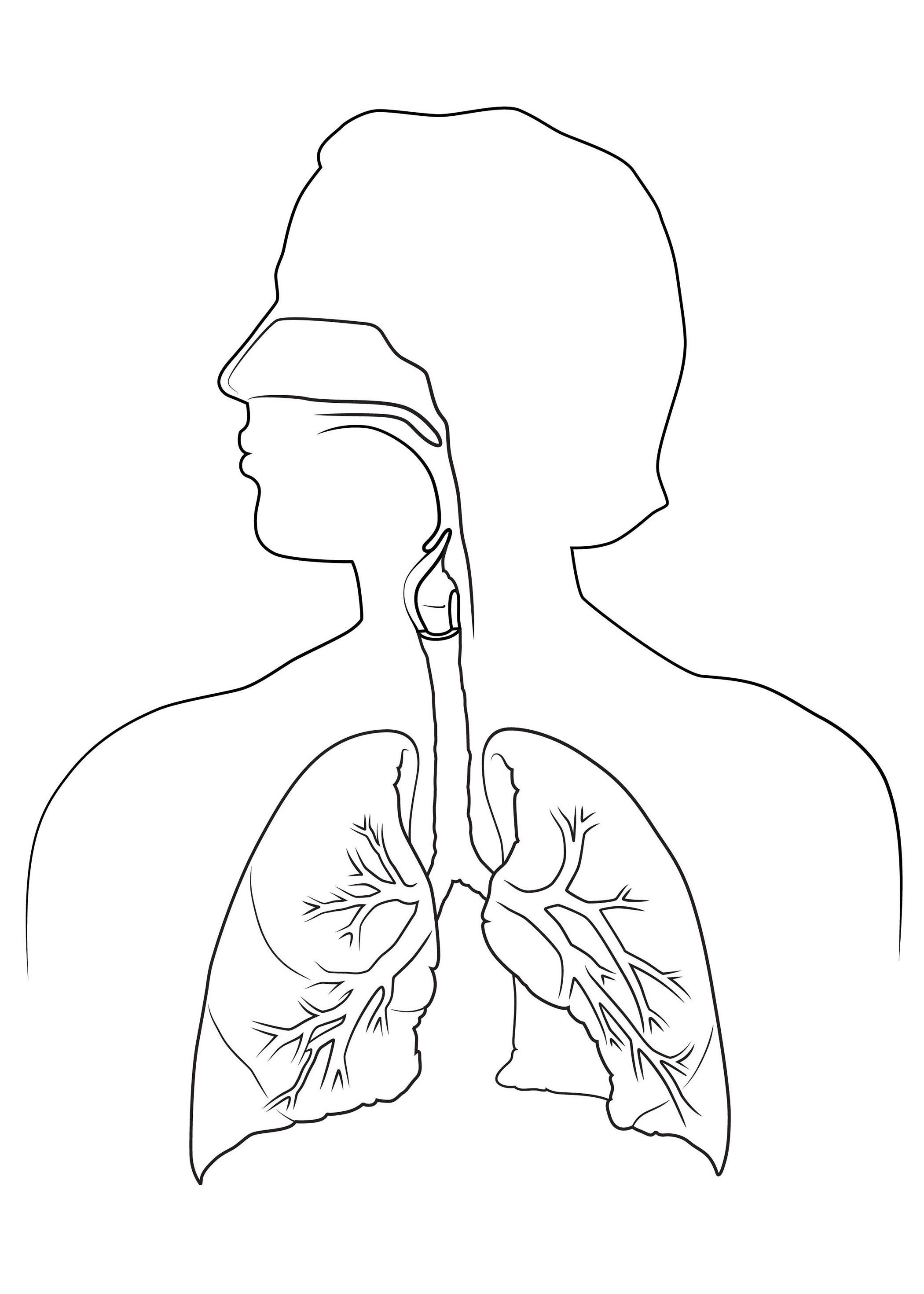 2100x2940 The Respiratory System Anatomy Sketch