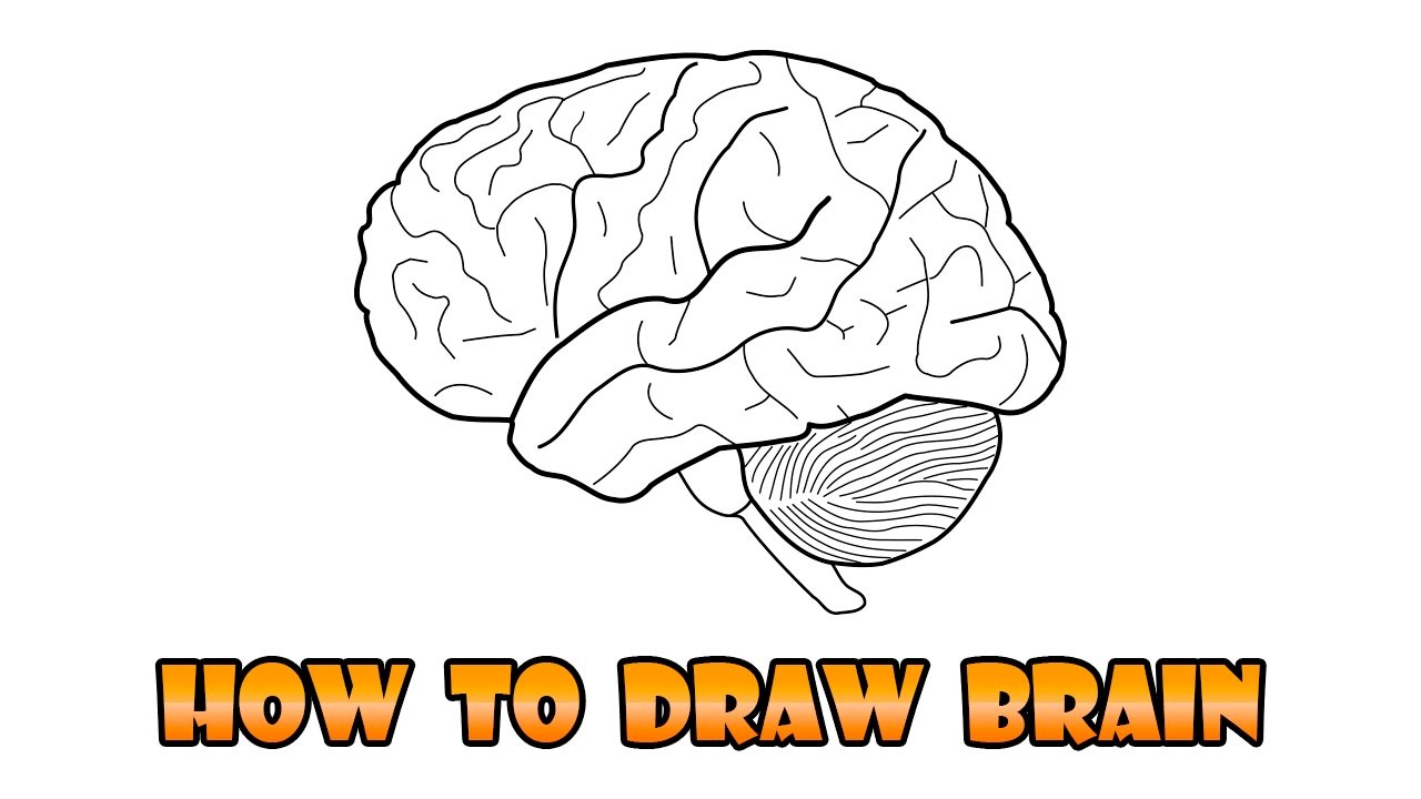 1280x720 How To Draw Brain