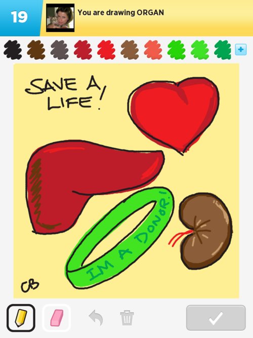 500x667 Organ Drawings