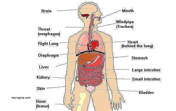 600x378 Photos Human Anatomy Drawing Organs,