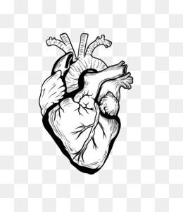 260x300 Heart Drawing Organ