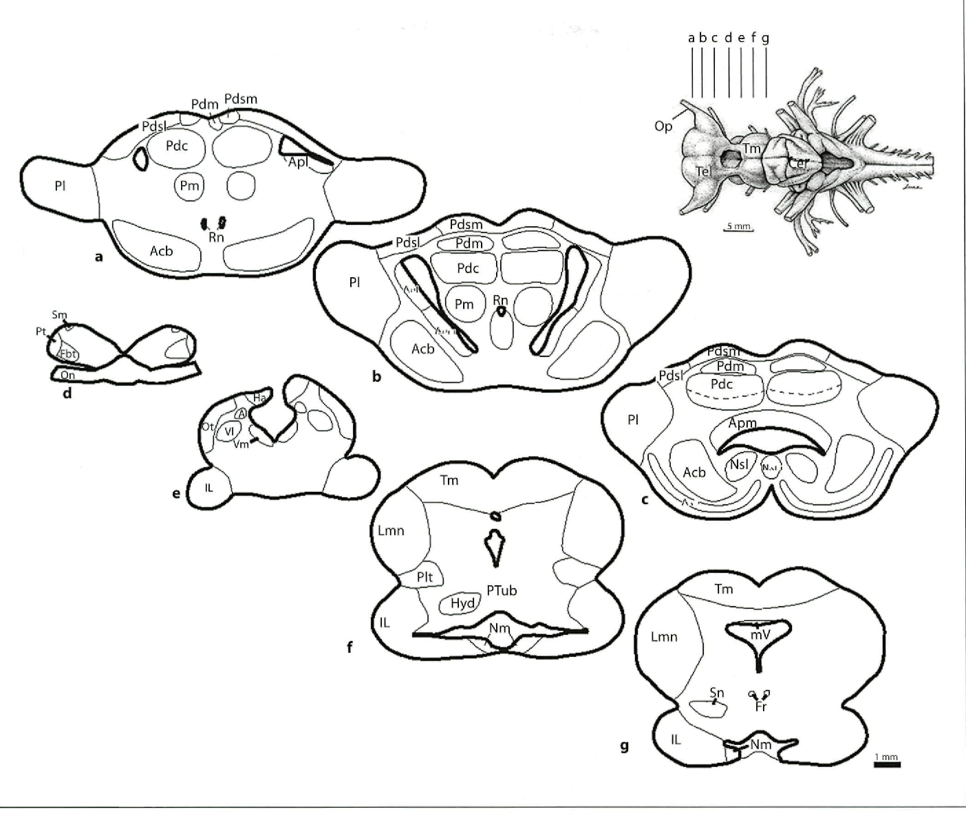 1404x1182 Figure 2 From Forebrain Organization In Elasmobranchs.