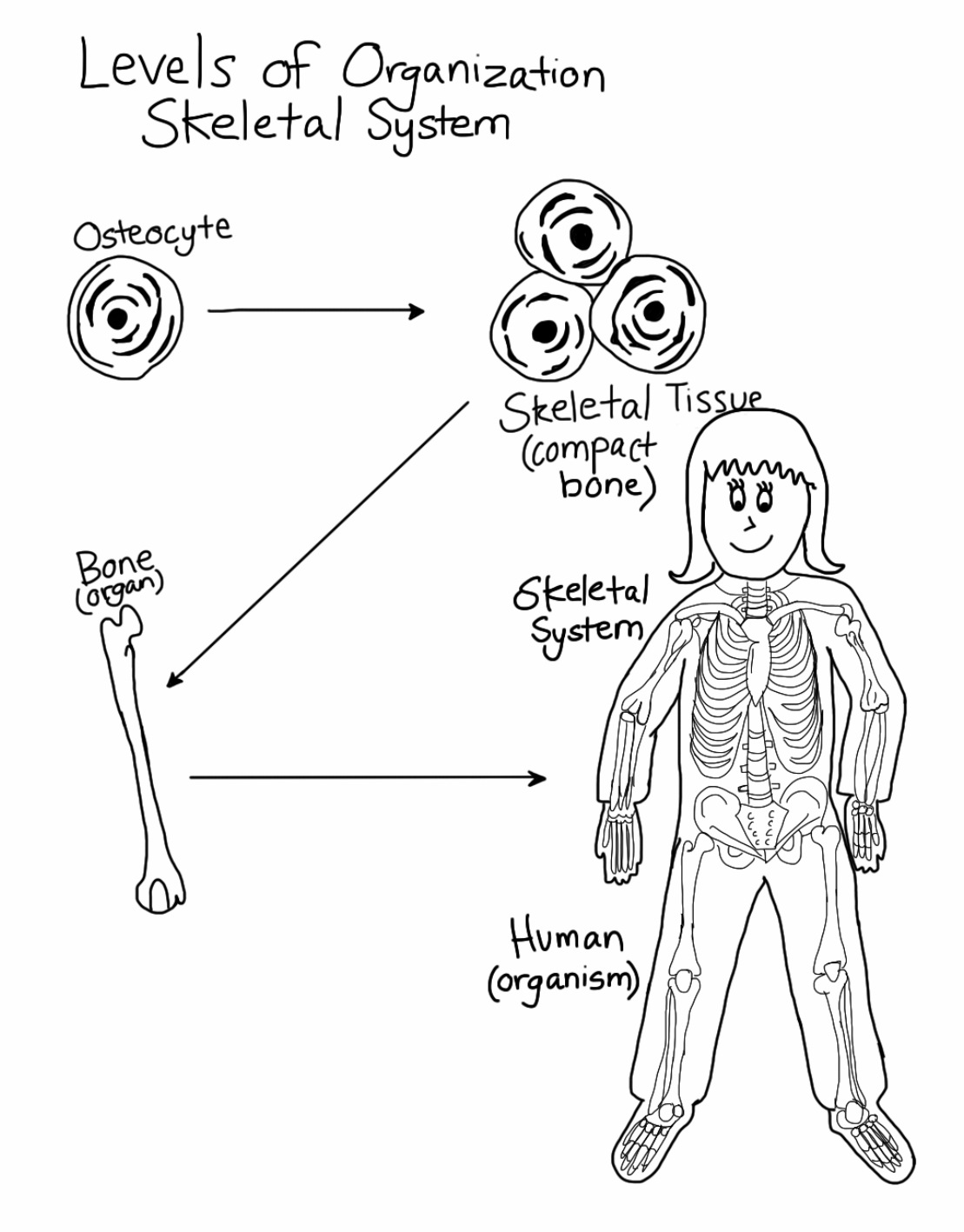 1109x1417 Skeletal System Levels Of Organization