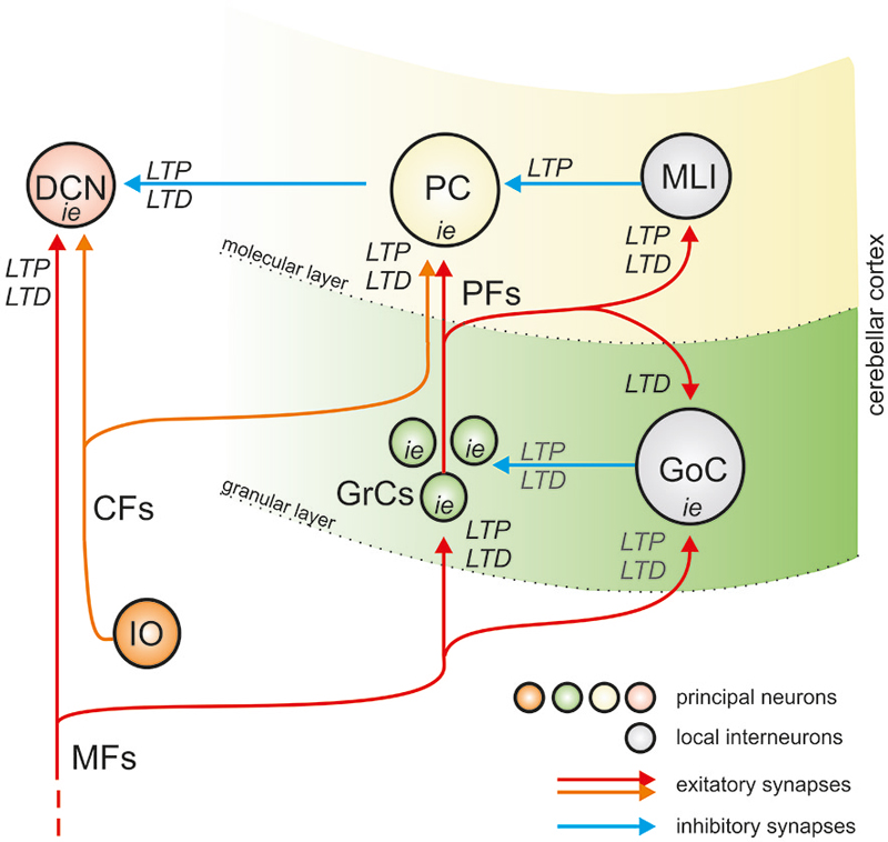 800x758 Organization Of Plasticity In Cerebellar Circuit.