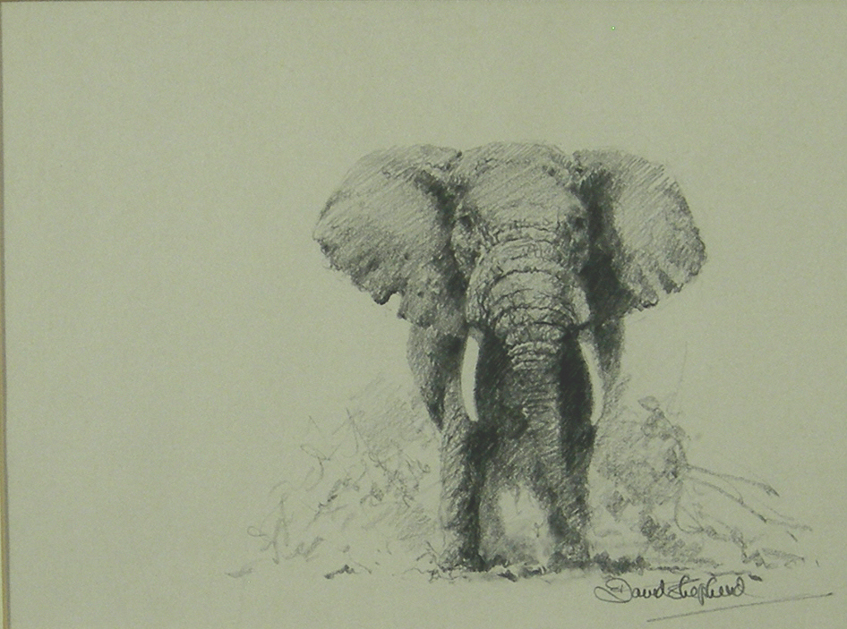 946x703 David Shepherd, Original, Elephant, Drawings