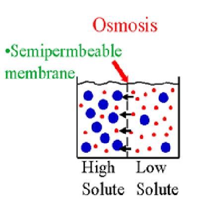 Osmosis Drawing at GetDrawings | Free download