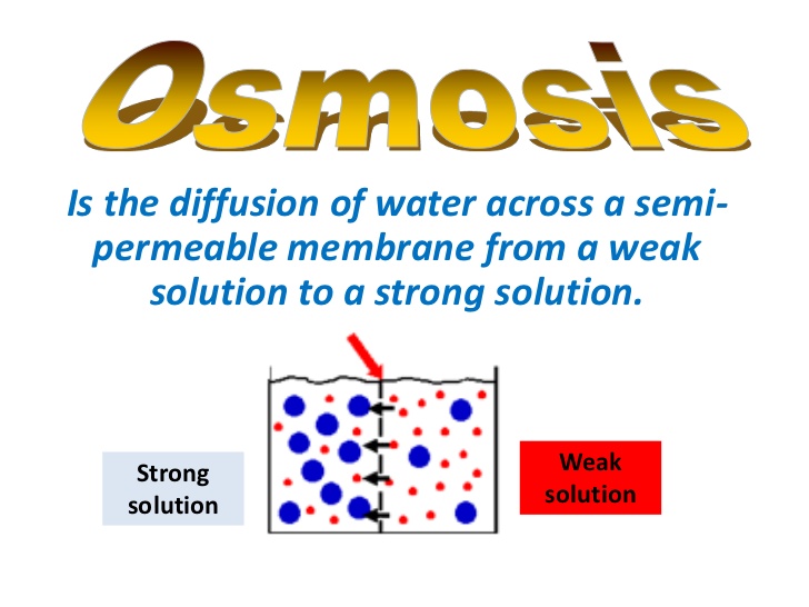 Osmosis Drawing at GetDrawings | Free download