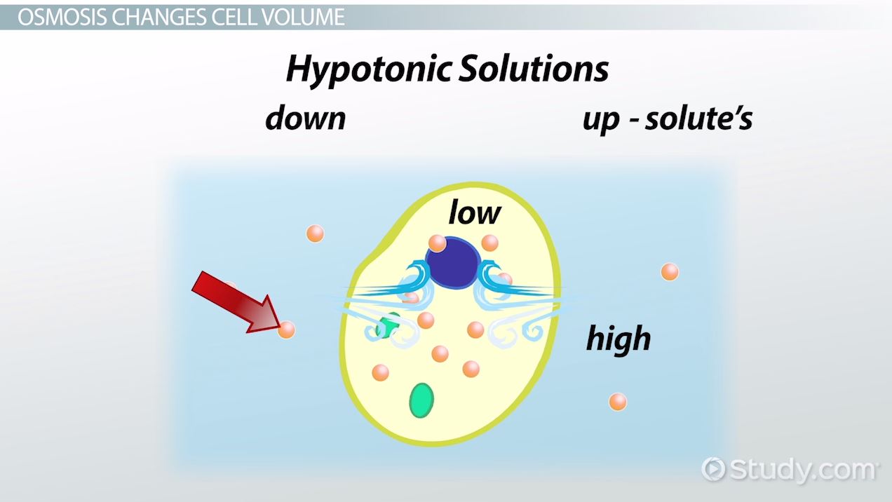1272x716 Osmosis Definition Amp Examples