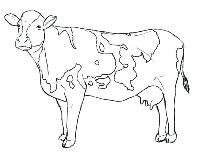 680x509 Outline Of Cow