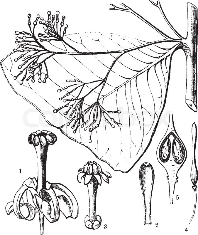 675x800 A Diagram Aptandra Plant Showing Its Flower, Petal, Section