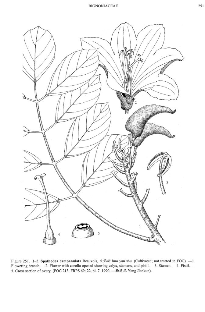 672x1024 Spathodea Campanulata, Line Drawing Filibot.web