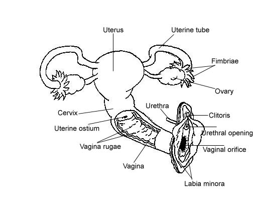 Ovary Drawing at GetDrawings | Free download