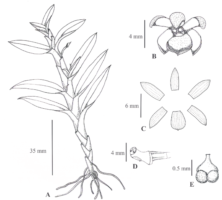 850x764 Dichaea Integrilabia. A. Habit. B. Flower. C. Perianth. D