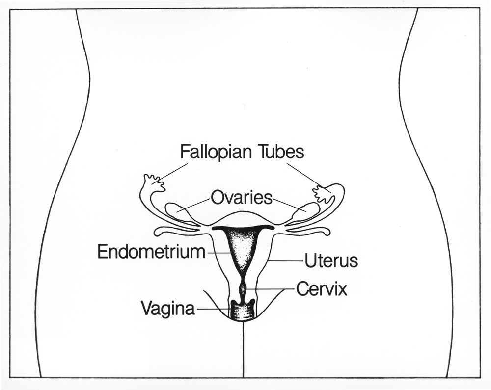 1000x795 Drawing With Labeling Of The Side View Of The Human Female