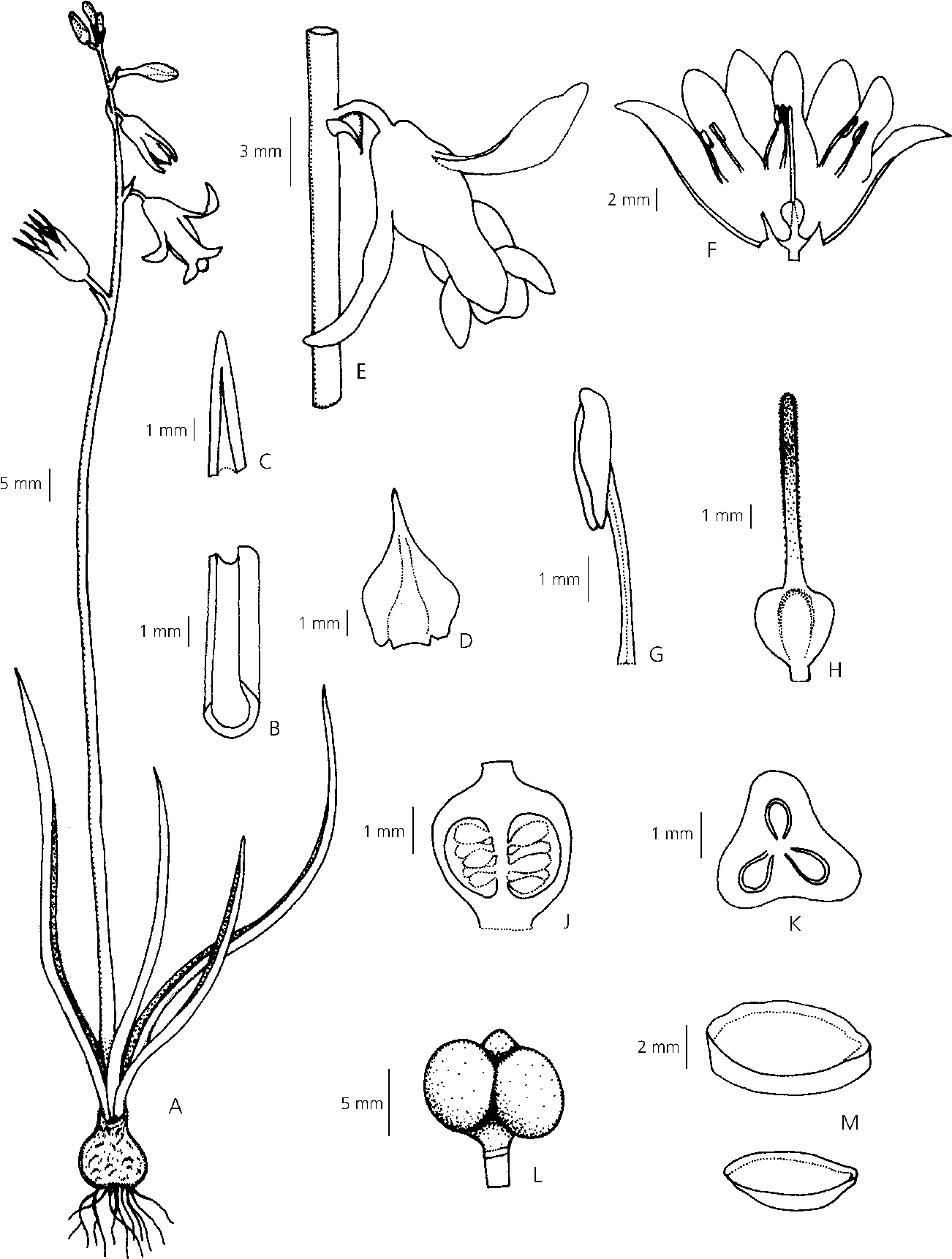 1302x1722 Figure 1 Dipcadi Goaense (Hyacinthaceae), A New Species