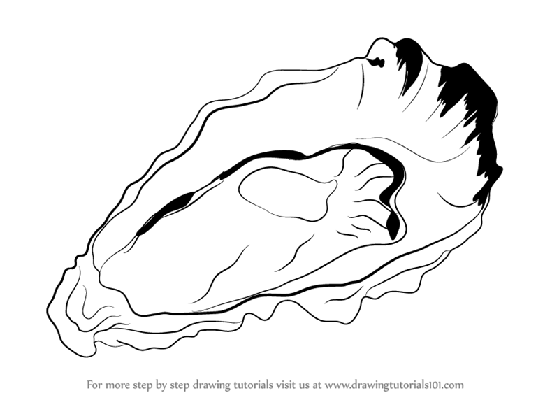 800x562 Learn How To Draw An Oyster (Mollusks) Step By Step Drawing