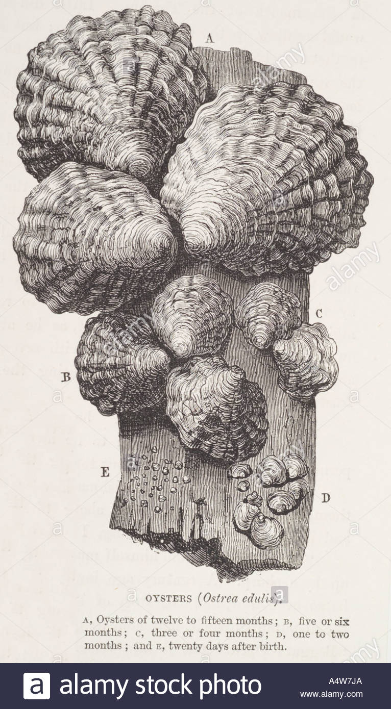 766x1390 Oyster Shell Pearl Food Edible Aphrodisiac Luxury Seafood Sea Food