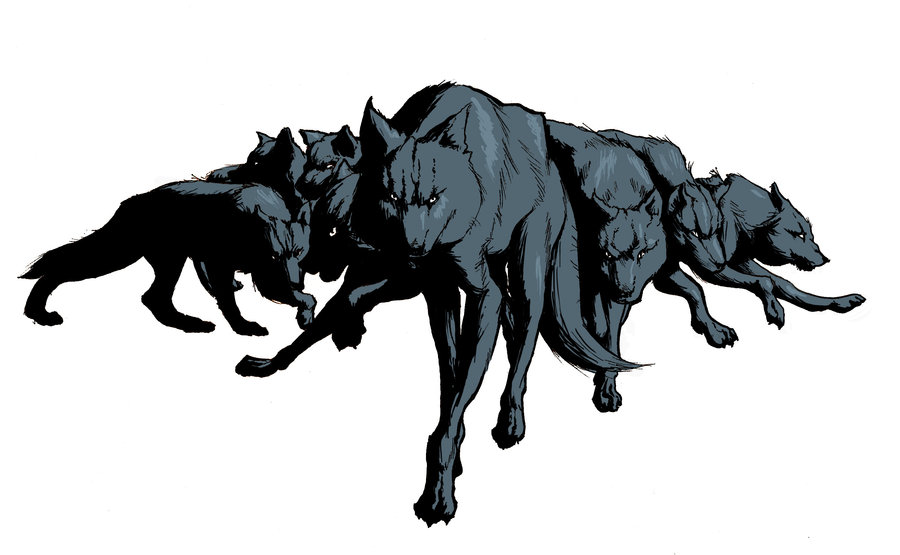 900x555 Wolf Pack By The Pointbreak